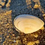 Platinium 19 Реваль